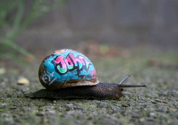 Save The Snails, Pimp Their Shells! Animals + Nature 