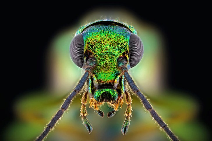 Macro Photography Portraits Of Insects By Paulo Latães Animals + Nature Photography 
