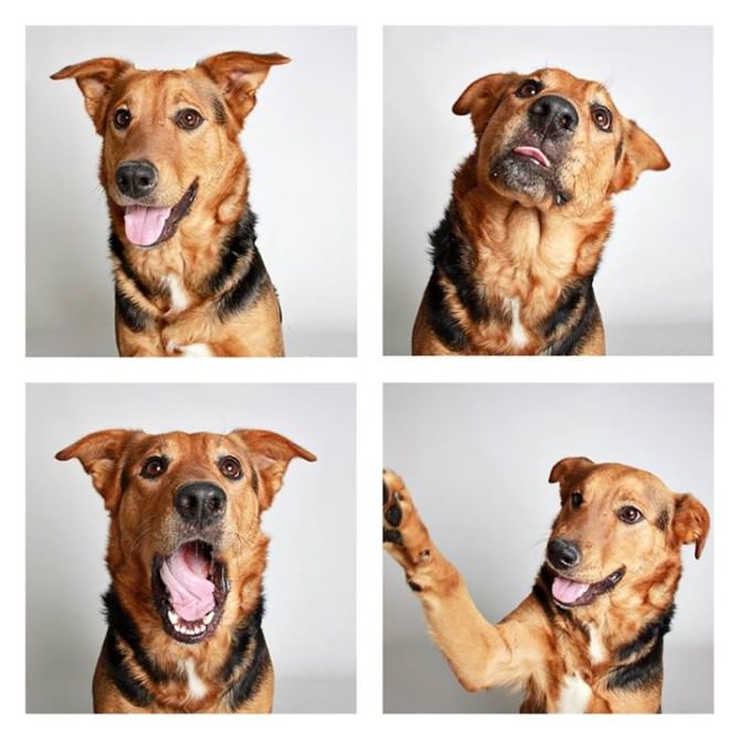 The Dogs Photo Booth by Guinnevere Shuster - Gift Ideas - Creative Spotting