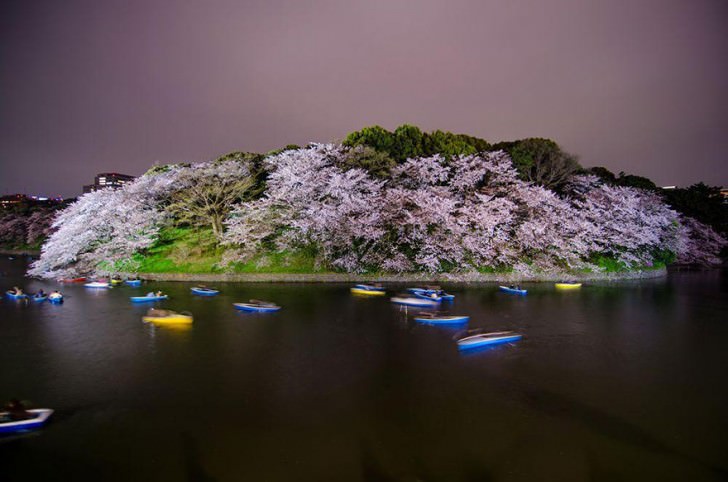 Magical Pics Of Japan’s Cherry Blossom By National Geographic Photography 