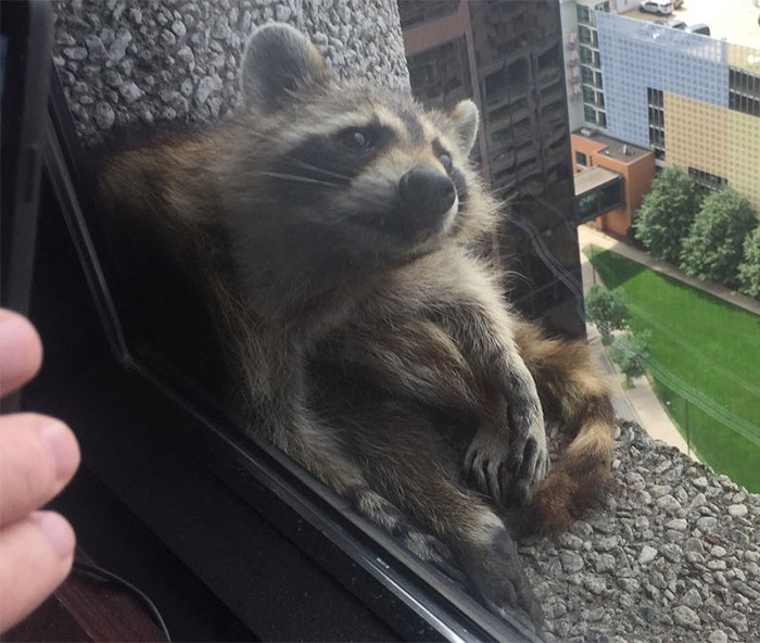 Internet Holds Its Breath As Raccoon Climbs A Skyscraper, And It Gets Scarier And Scarier With Every Pic Funny 
